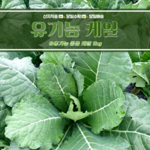 즙용케일 유기농인증 1kg, 유기농 즙용케일 1kg