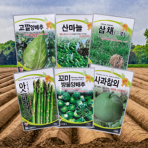 궁채 나물 상추 줄기 씨앗 종자, 고깔양배추