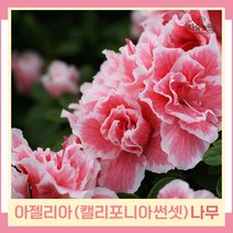 왜성철쭉나무 묘목 아젤리아 켈리포니아썬셋 10cm포트묘 5개