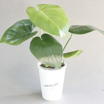 아이엠플랜트 업사이클링화분 실내공기정화식물 모음, 업사이클링컵+혼합토+스티커, 15.몬스테라