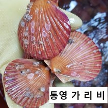 통영 가리비 5kg 10kg, 1box, 3kg
