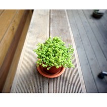 그린플랜트 다육식물 황금세덤 1+1