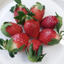 당도보장 최상급 고령 설향딸기 800g 임산부 맛있는 생딸기