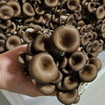 국내산 느타리 버섯 산지직송 느타리버섯 2kg 판매합니다. 오동통 느타리버섯 쫄깃한 식감 건강식 자연식 느타리 버섯 식당 대량