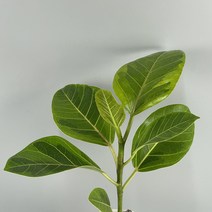 수채화고무나무 식물만 기본마사 그늘에서 잘 자라는 음지 식물, 검정화산석, 1개