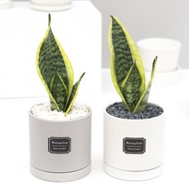 아침향기 공기정화식물 무광 원형화분 [브라운], 1개, (무광원형/그레이)슈퍼바