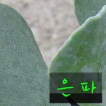 허브여울다육 은파(은파금) 지름 9cm 소품화분, 1개