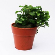 [미미네아쿠아]부세파란드라 웨이비그린, 단일속성