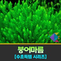 [착한수초] 득템수초 솔잎을 닮은 붕어마름 15줄기 구피 마츠모 미니어항 부상수초 새우 수초세트 수초어항 은신처 초보수초