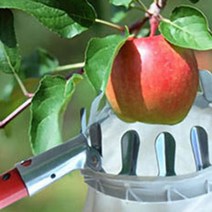 열매 따기 과일 따기 체험 기구