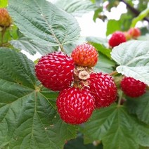 후레쉬빌 순창직송 수확 후 급냉 새콤달콤 23년산 산딸기 생과 2kg