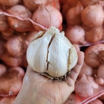[한스푼푸드] 코끼리 마늘 종자 1kg 일명 대왕 웅녀마늘
