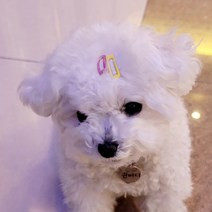 사입-MARKET.MR_ 강아지 머리핀 사각 똑딱핀 5P 강아지삔 애견핀 말티즈머리핀 강아지머리핀 강아지미간핀, 단품