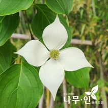 [나무인] 산딸나무 지름2cm (차량배송), 1개