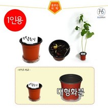 대형강낭콩기르기강낭콩키우기 받침포함1인용, 상세페이지 참조, 상세페이지 참조