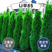 (나무85) 에메랄드그린 에메랄드골드 묘목, 5. 에메랄드그린 1.5m
