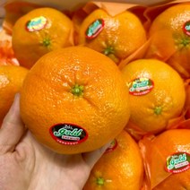 제주도 제주 레드향 5kg 가정용, 오픈마켓 1, 오픈마켓 본상품선택