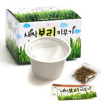 프랜즈 보리 밀 새싹키우기 관찰용 학습용