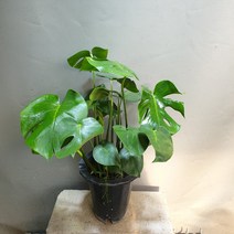 인기식물 1위 몬스테라 델리시오사 중품 159, 1개