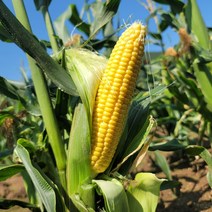 무주 반딧불 햇 초당옥수수 특품, 무주 반딧불 초당옥수수 특품 15cm 이상 20개, 20개