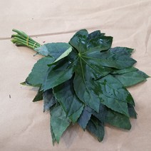 팔손이 (소재) / 고속터미널꽃시장 꽃도매 서리풀플라워