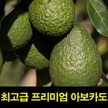 썬42520 [SΘN] 아보카도샌드위치 아보카도오일 아보카도요리 아보카도보관법, iШi_ 고씨네 특급 아보카도1.5KG 아보카도오일 아, iШi_ 특급 아보카도 1.5kg, 1개