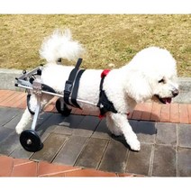 강아지 휠체어 보행기 애견의족 슬개골보호대, 레드 XS 테디 시추 비숑 프리제