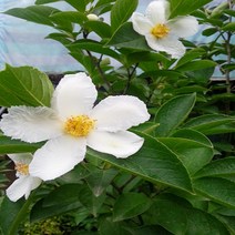 충주원예조경 / 노각나무 / 실생3년 / 뿌리묘 / 10주묶음