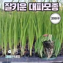 농사친구 대파 모종 흑금장대파, 대파모종 한판 200구 + 재배안내장