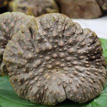 마제철 열매마 마열매 열매마1kg 2kg, 열매마 2kg