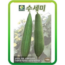수세미씨앗10립 채소씨앗 희귀이색종자 덩굴성 박과식물