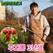 구찌뽕나무 묘목 3년생 접목 꾸지뽕 약용수키우기