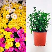 금산묘목나라 아스타 미니국화 가을꽃 10cm 야생화 포트 10개 색상랜덤