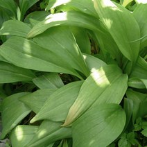 울릉도 명이나물 생채 자연산, 명이나물 생채 자연산 1kg