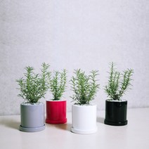 꽃피우는청년 허브식물 로즈마리 화분 1+1 학생방 공부방에 두기 좋은 공기정화식물 (유광 원형 화분), 그레이 + 레드
