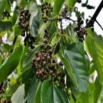 착한가격나무생각/헛개나무/실생2년/5주