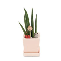 디씨플라워 관엽화분, 99999개, 03.스투키(낮은화분)