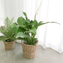 실내 공기 미세먼지 정화 식물 거실 화분 극락조 여인초 아레카야자 뱅갈고무나무 키우기 집들이, 극락조(여인초)중대형