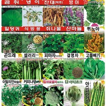 각종 민속 채소 특수 씨앗 모음 도라지 더덕 냉이 산마늘 고수 곰취 나물 약초 씨 종자 모음, 산미나리
