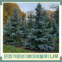 가문비나무 묘목 은청가문비 베이비블루 C3포트묘 1개