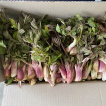 [돌산총각] 해풍 맞은 노지 자연산 땅두릅 나물 독활, 땅두릅 2kg, 1개