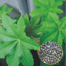 피마자 아주까리 나물 유 꽃씨 종자 씨앗 품종 500g, 본상품선택