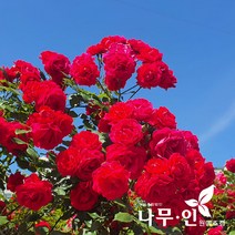[나무인] 사계덩굴장미 줄장미 스칼렛포트묘