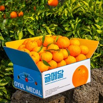 당도엄선 제주 카라향, 선물세트, 5kg