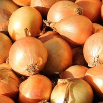 [기린]국내산 햇양파 당일발송 재구매율100%, 특-2kg(큰양파)업소용, 1개