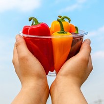 국내산 화순 미니파프리카 1kg (250g x 4팩)