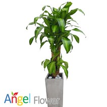엔젤플라워 초특가 특대형식물 개업화분 축하화분 행운목 황금죽 고무나무 당일배송꽃배달, A06 행운목