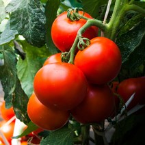 원시인농산 완숙토마토 5KG (크기별 선택), 토마토5KG(중소과)