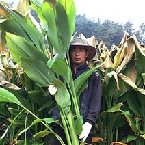 곡성 유기농 일반 울금 장수비결 생울금, 1박스, 일반 생울금 하품 1kg