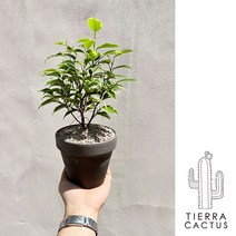 공기정화 화분 나타샤 벤자민S - 토분S 3color, 쵸코마블토분S(받침포함)